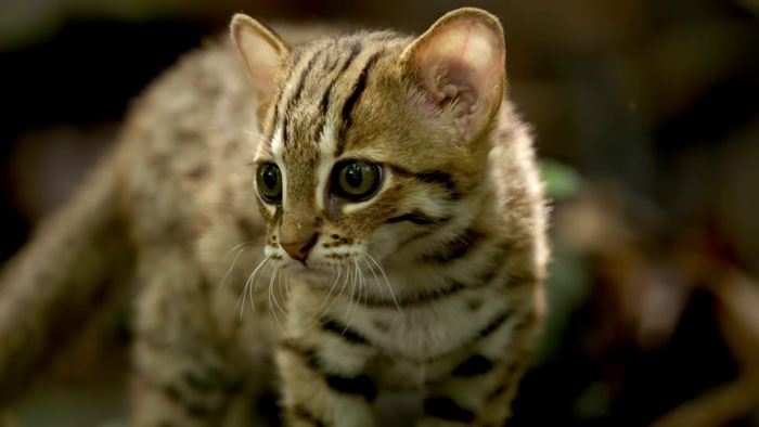 menor gatinho