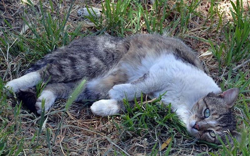 gatinha morreu e ganhou homenagem