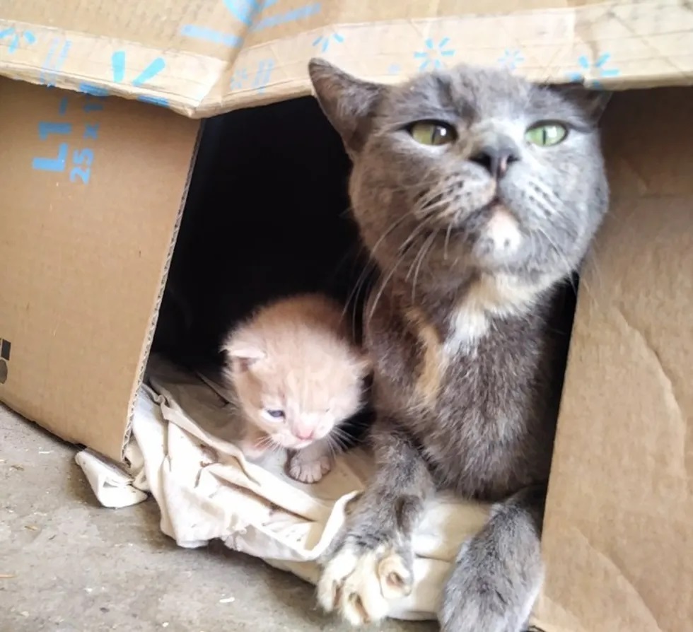 gatinho com piscadela permanente resgate