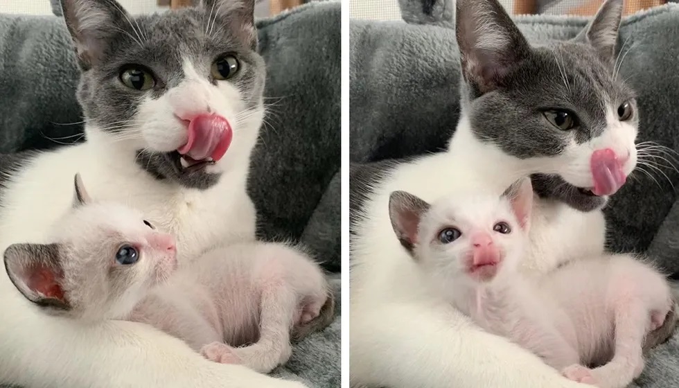 Gatinho minúsculo com olhos grandes