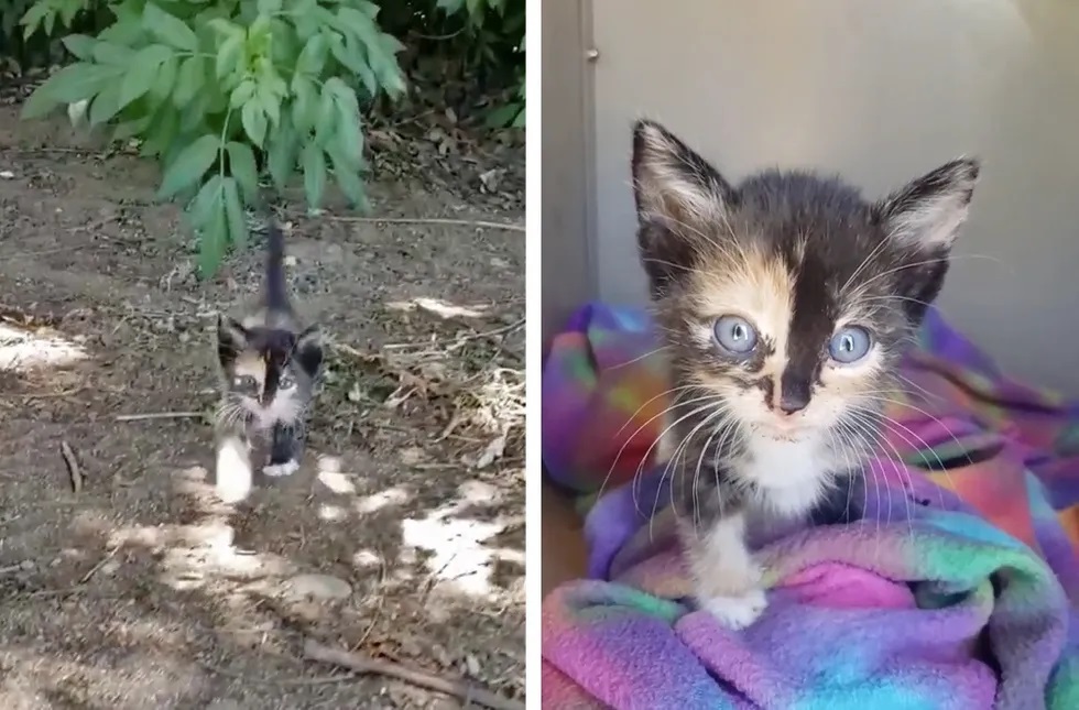 gatinha resgatada