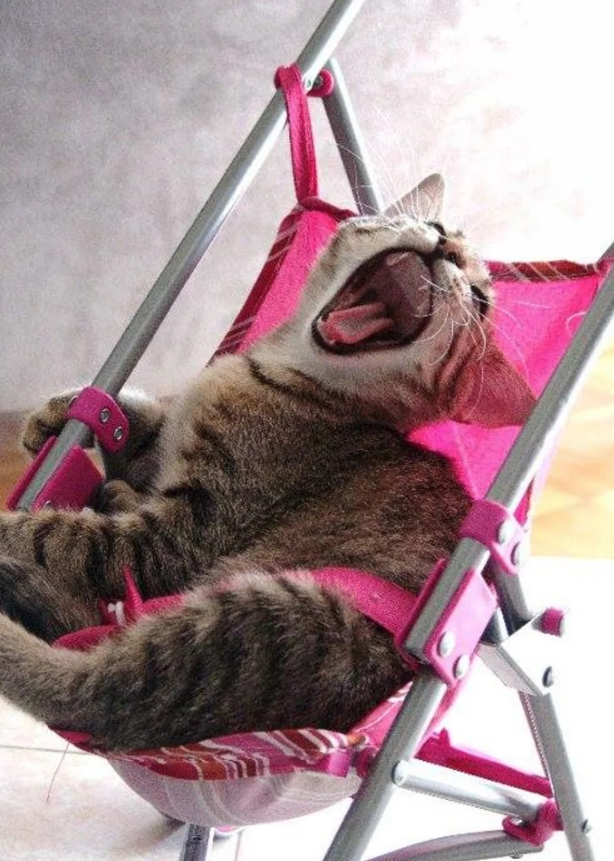 gato rouba brinquedo