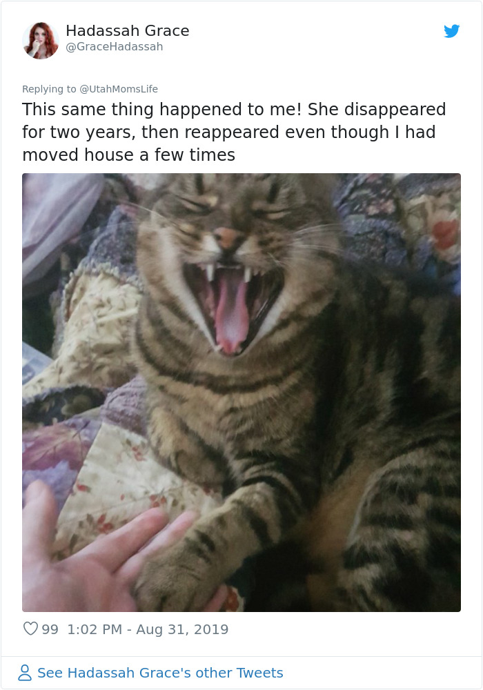 gato desaparecido