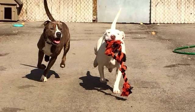 pit bull fêmea