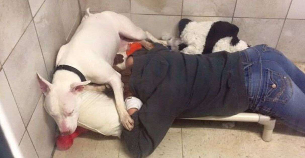 pit bull surda chora