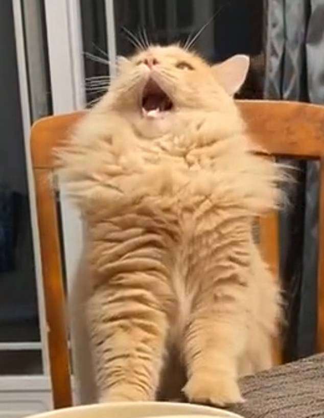 gato tiktok