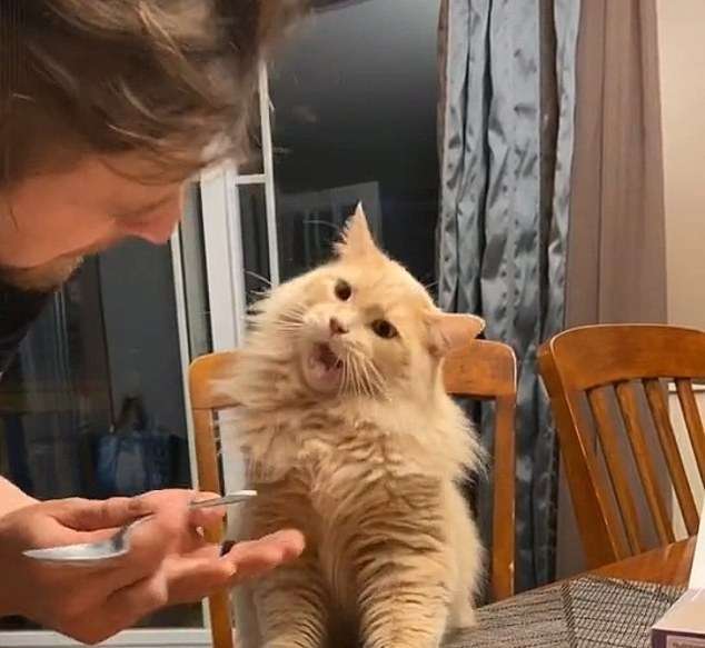 gatinho tiktok