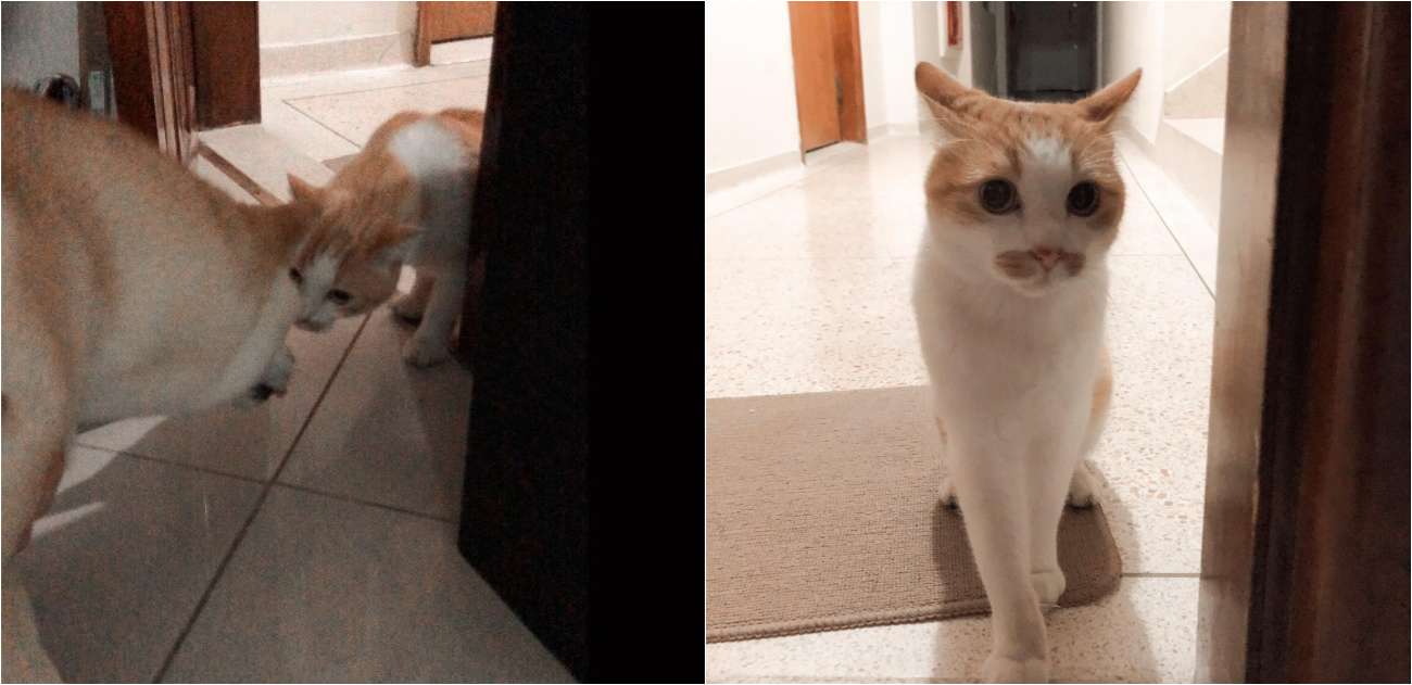 amizade entre cadela de gato