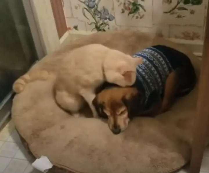 Gatinho consola o amigo cachorro cego