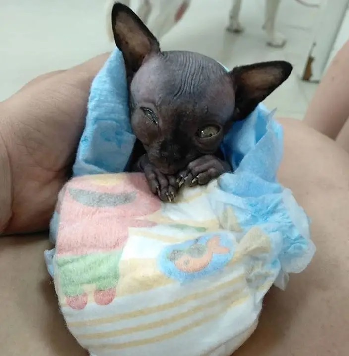 doenças de gatos