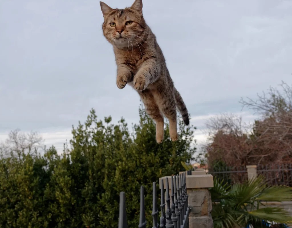 gato engraçado