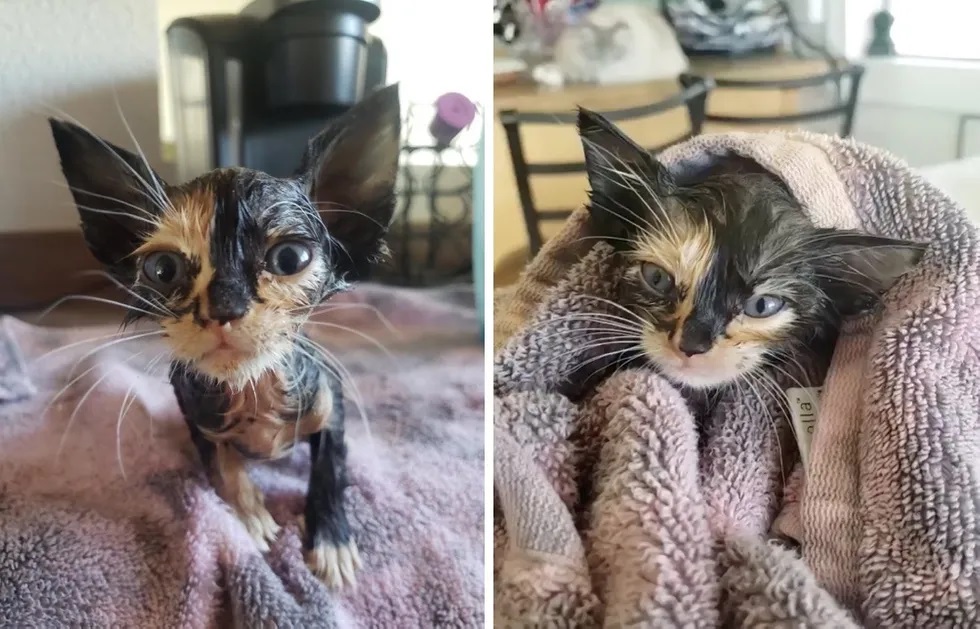 gatinha abandonada