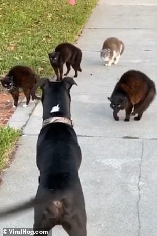 Gatinhos formam uma gangue para proteger