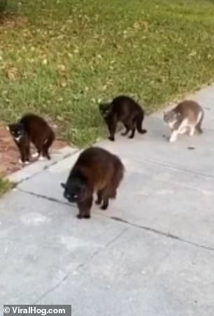 Gatinhos formam uma gangue