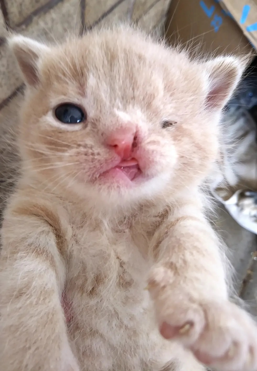 gatinho com piscadela permanente lábio leporino