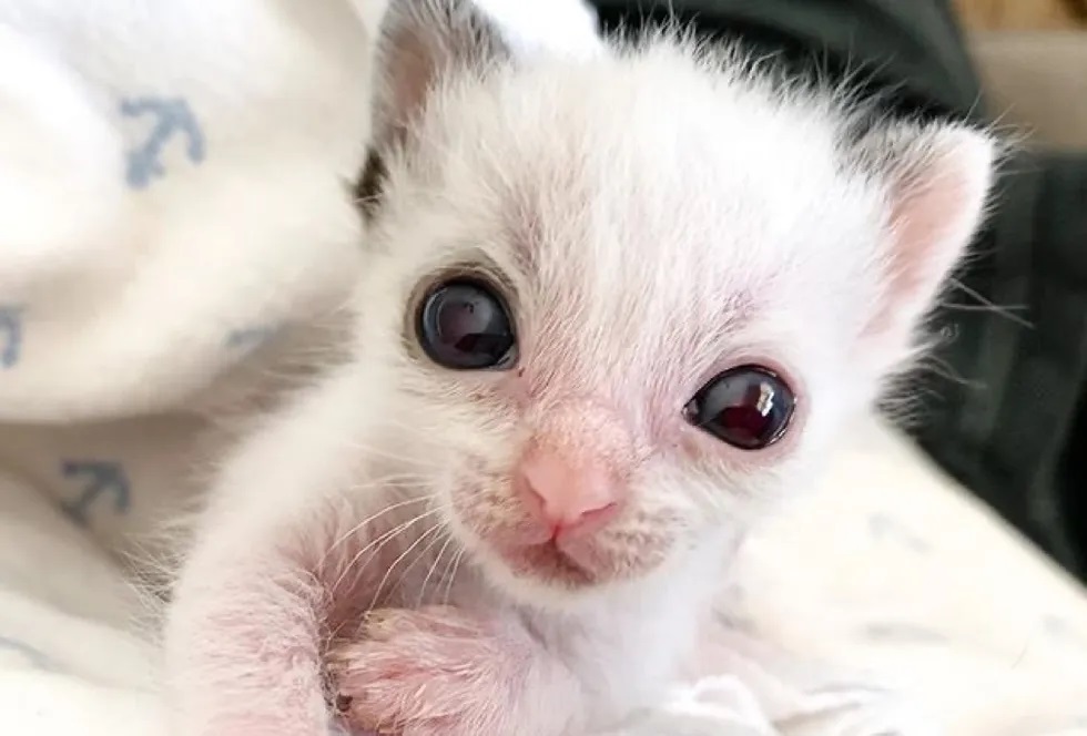 gato fofo