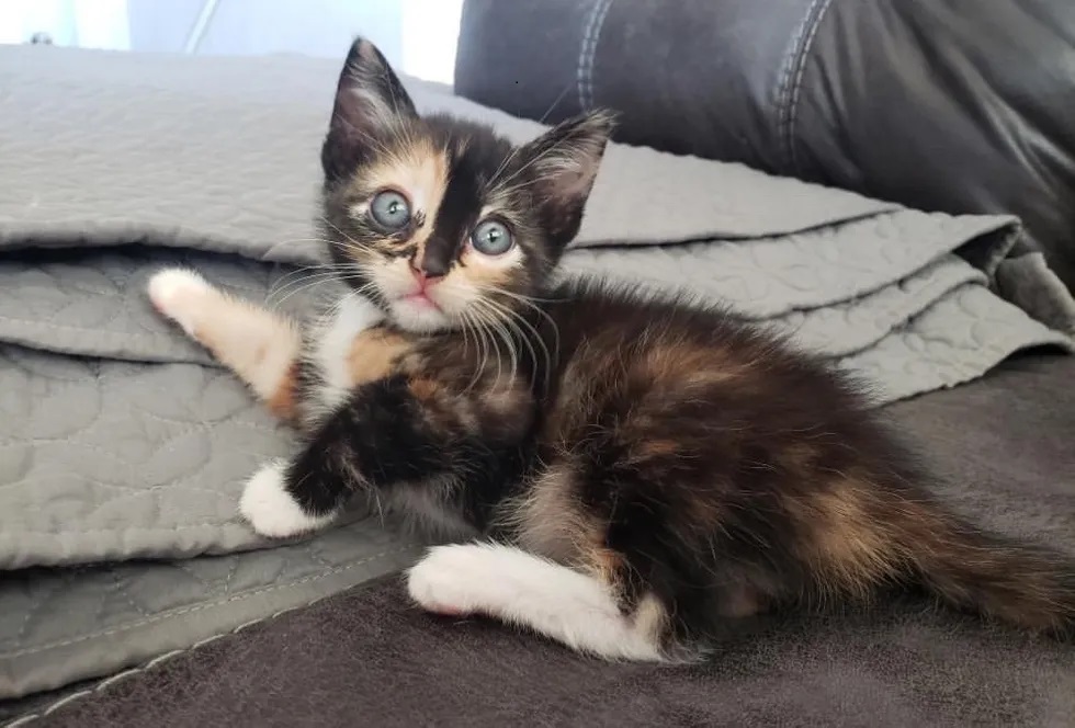 gatinha linda