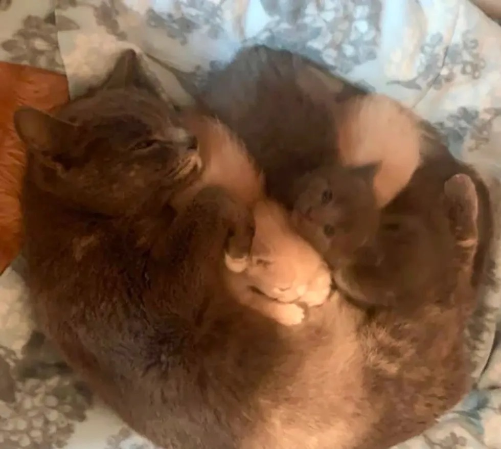 família de gatos