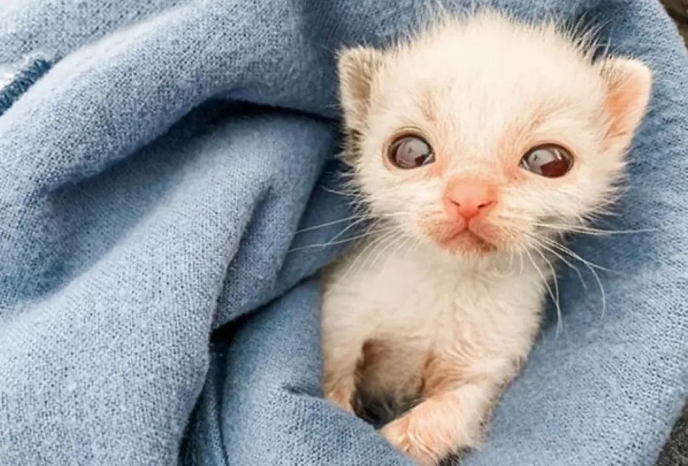 Gatinho minúsculo com olhos grandes rejeitado