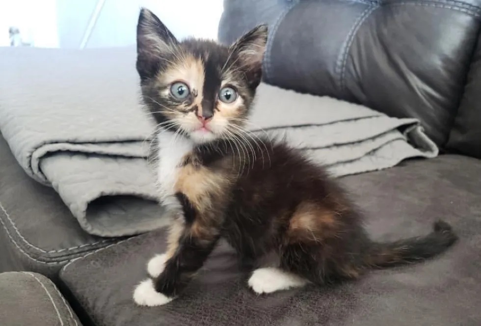gatinha abandonada pede ajuda fome