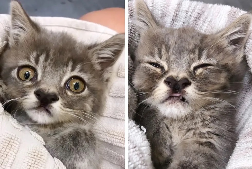 gatinho com olhos desiguais resgatado