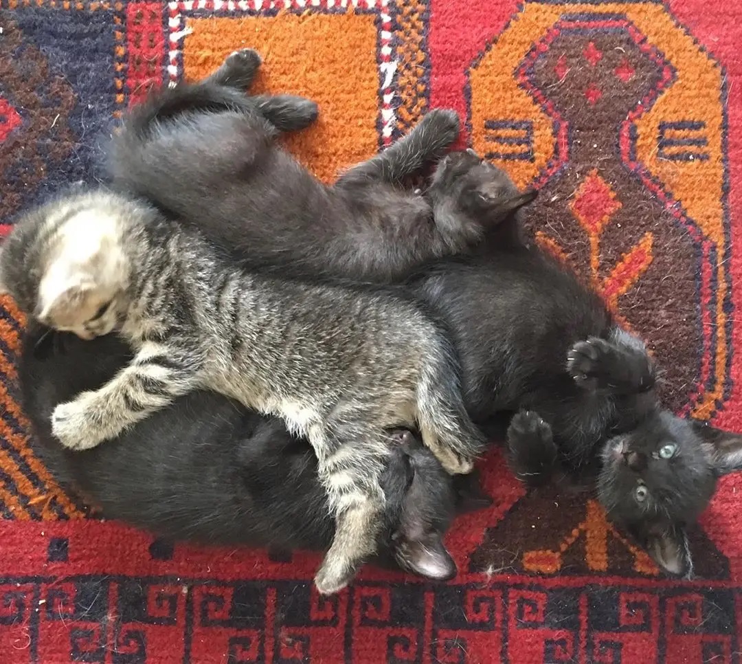 filhotes de gato