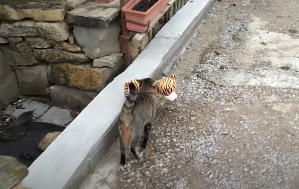 Gatinho ladrão
