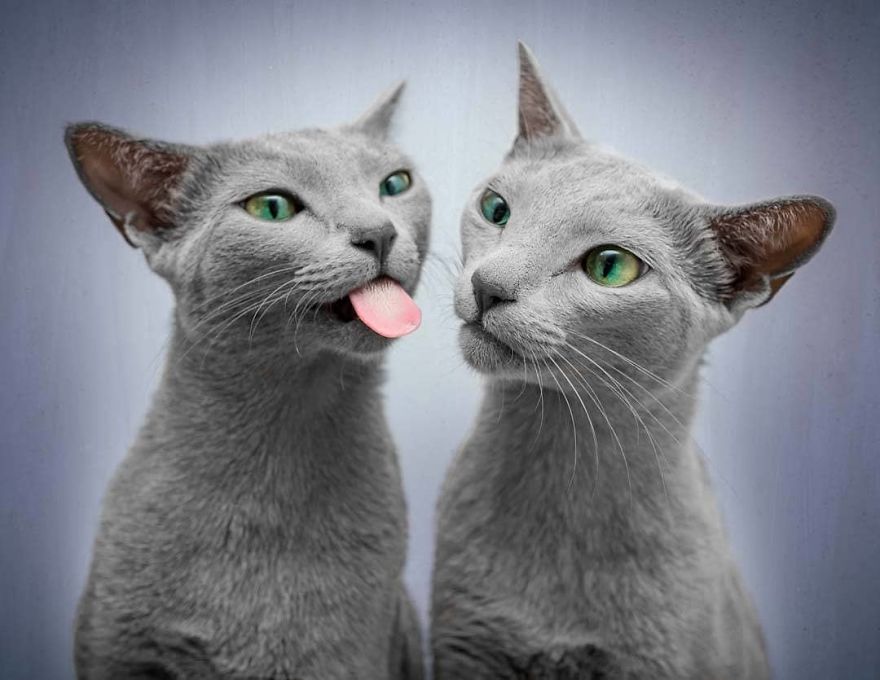 gatas azuis da Rússia perfeitas