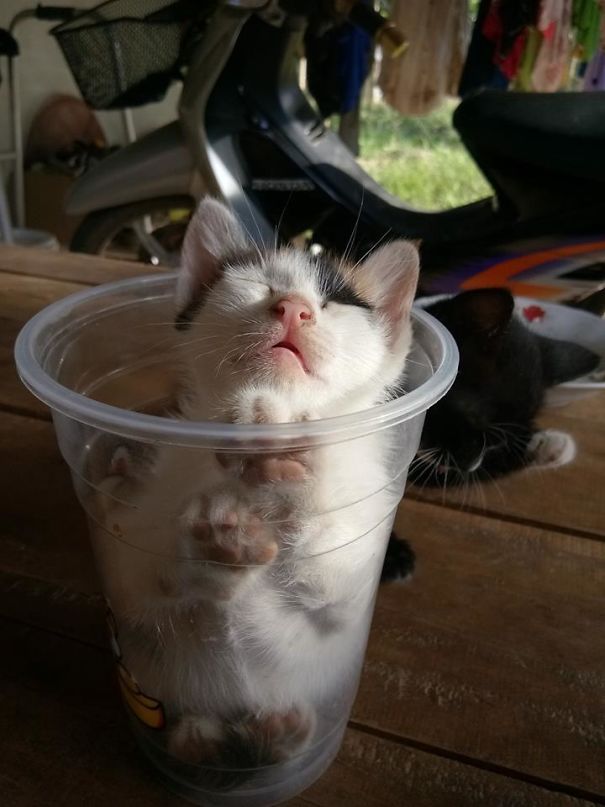 gato pega no sono