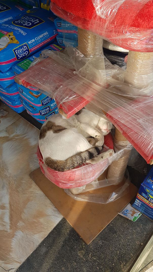 gatos