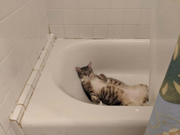 gatinhos preguiçosos sono