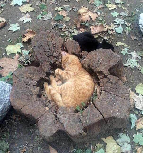 gatos dormindo