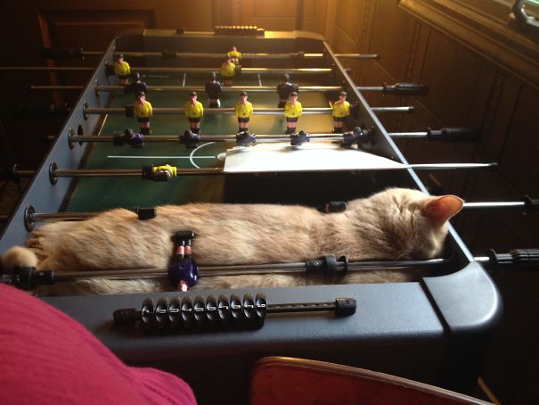 gatos com preguiça