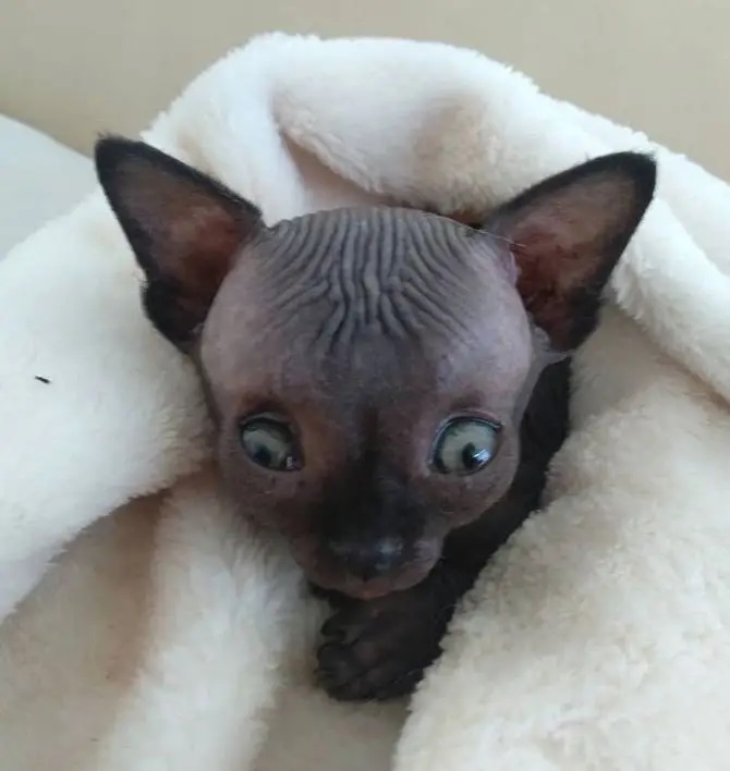 raça sphynx