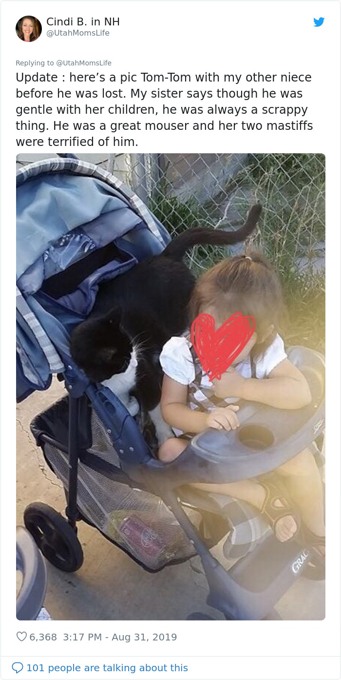 gatinho desaparece