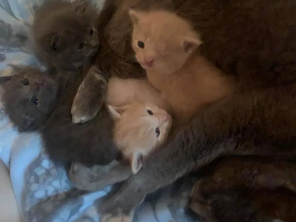 gatinhos para adoção
