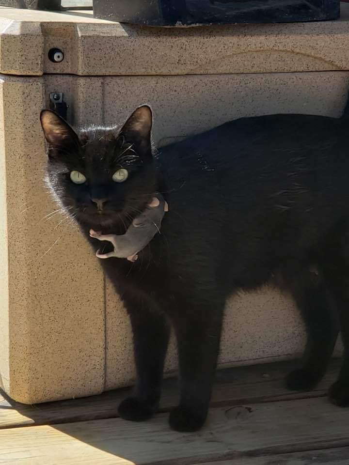 Gatinha encontra um bebê gambá abandonado