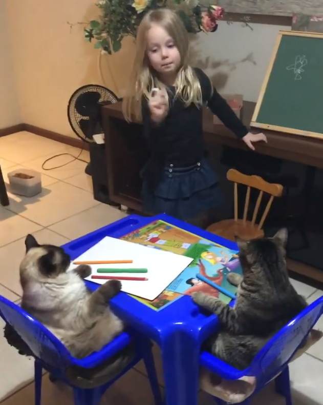 gatinhos prestam atenção