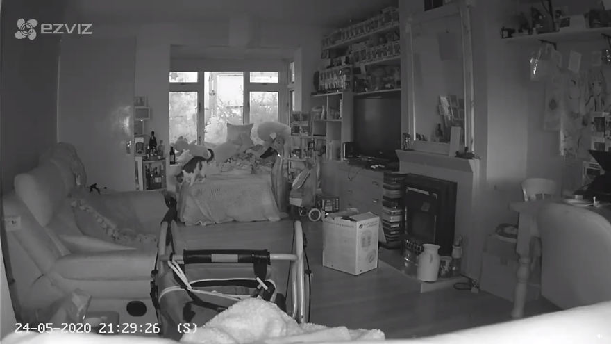gato fantasma