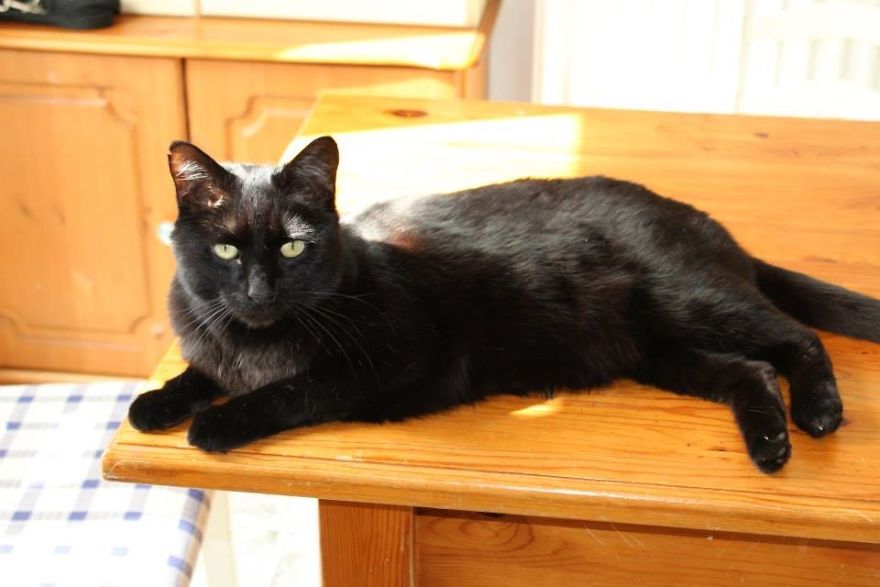 gato preto fantasma