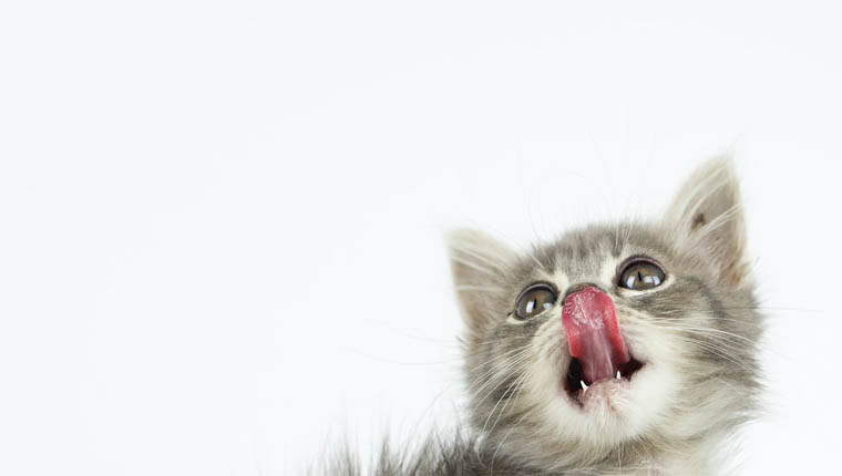Curiosidades do mundo fatos mais curiosos sobre gatinhos