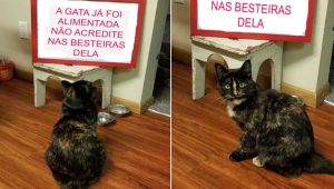 Gatinha fica ofendida com recado deixado pelos donos