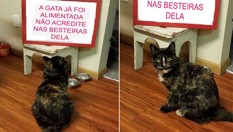 Gatinha fica ofendida com recado deixado pelos donos