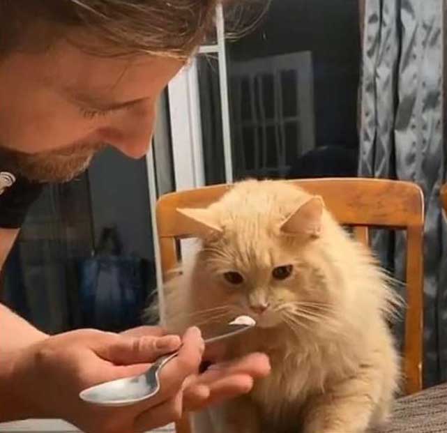 Gatinho descobre que odeia