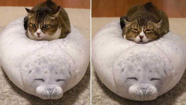 Gatinho se apaixona por almofada de foca