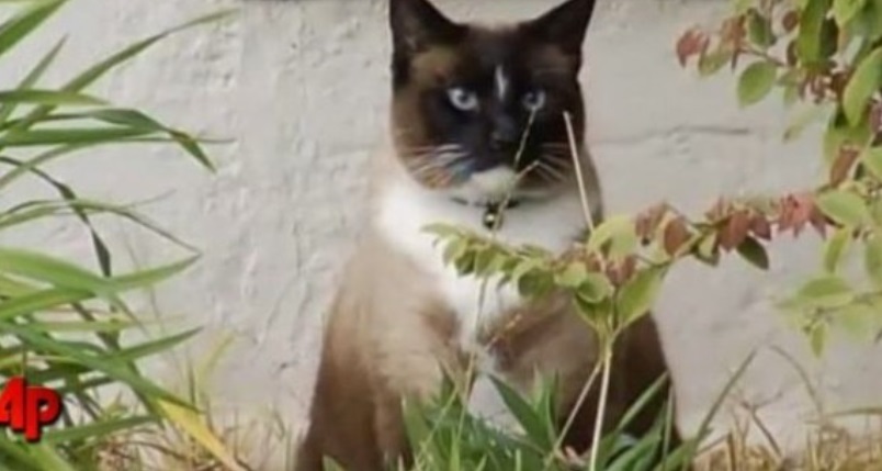 gatinho que roubava objetos dos vizinhos