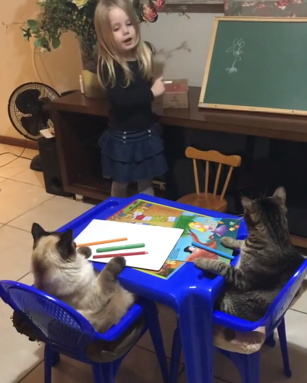menina dá aula para gatos