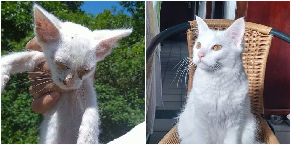gatinhas salva na mata antes e depois