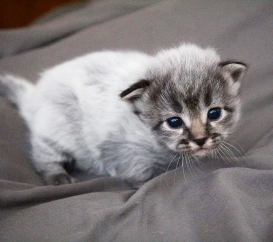 filhotes de gato resgate