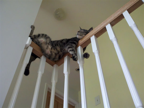 gatos dormindo em lugares estranhos